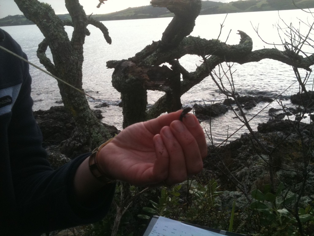 Baby skink