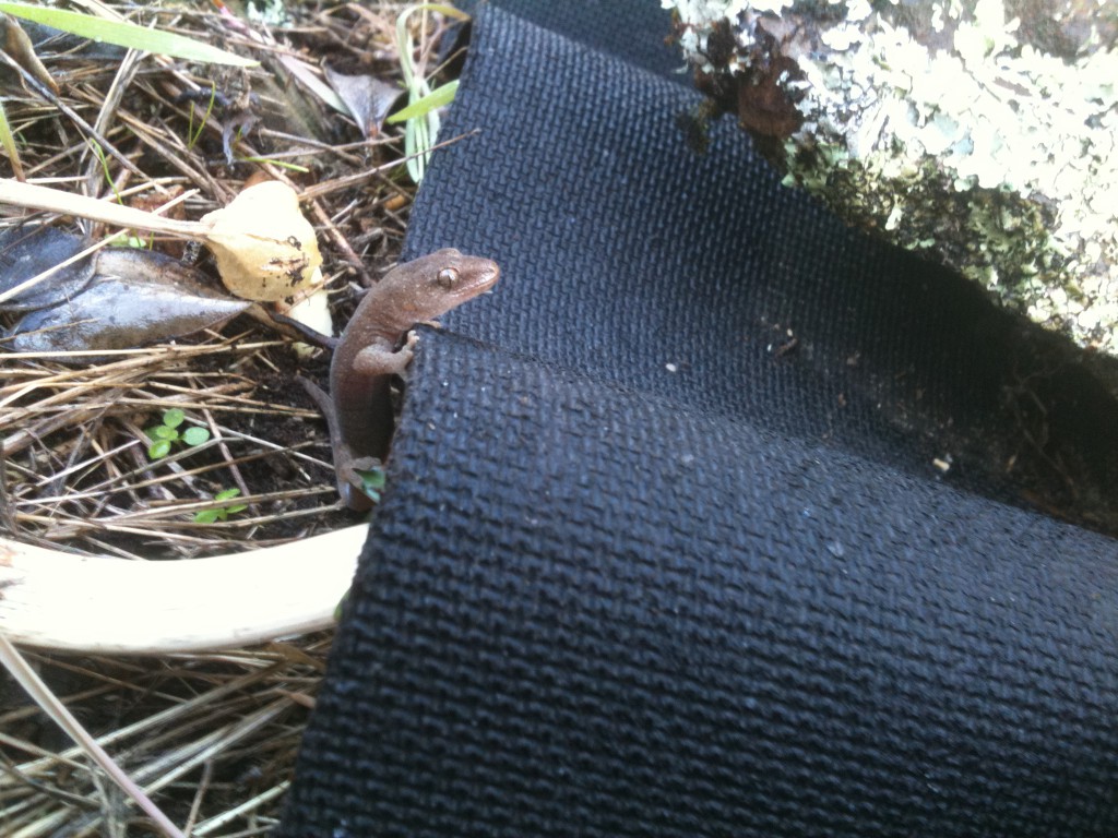 photo baby gecko