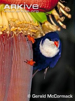 Adult-blue-lorikeet-